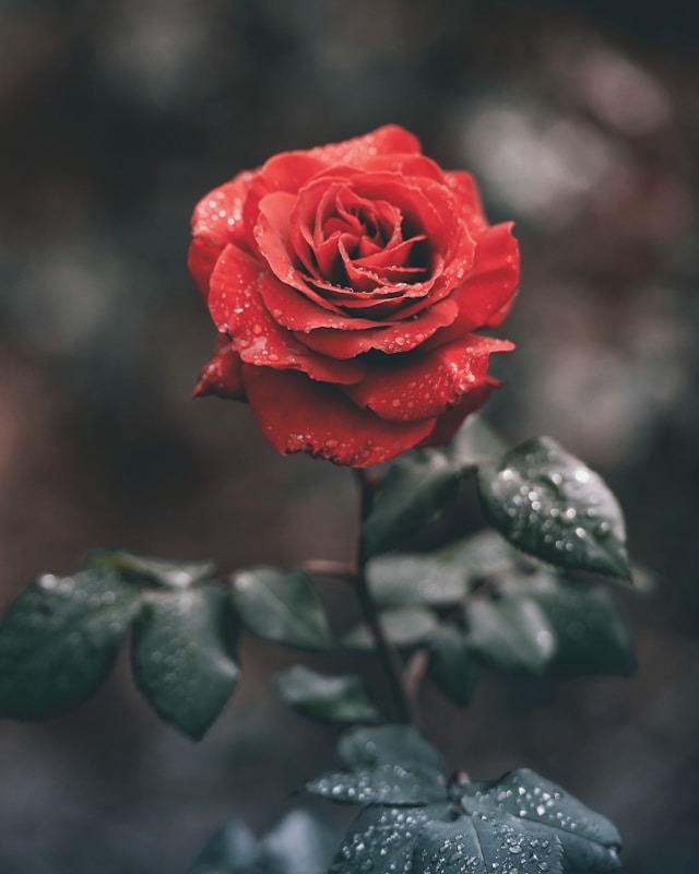 post_img